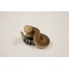 SERPENT EN RESINE